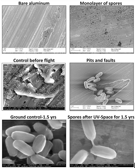 bacillus-pumilus-SAFR-032-spores