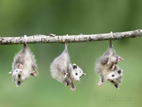 frank-lukasseck-baby-opossum-hanging-from-branch