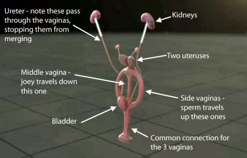 kangaroo-vaginas