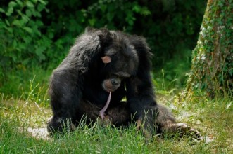 Chimpanzee penis licking Monkeys Valley France