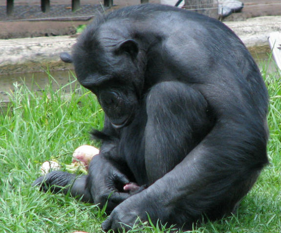 chimpanzee-masturbating