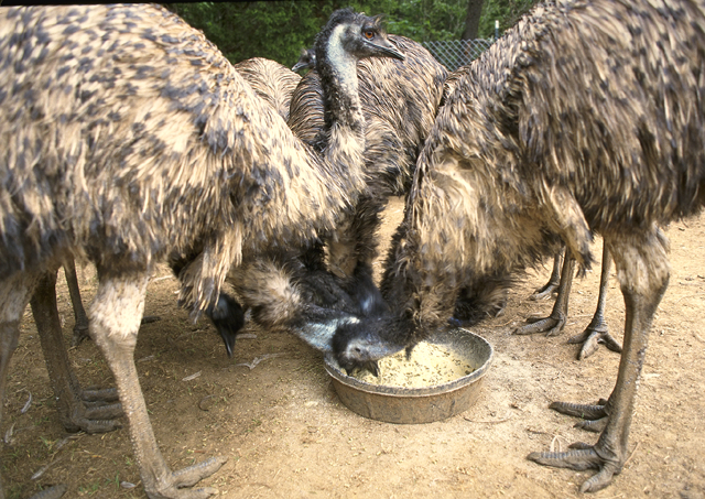 Feeding_farmed_Emu
