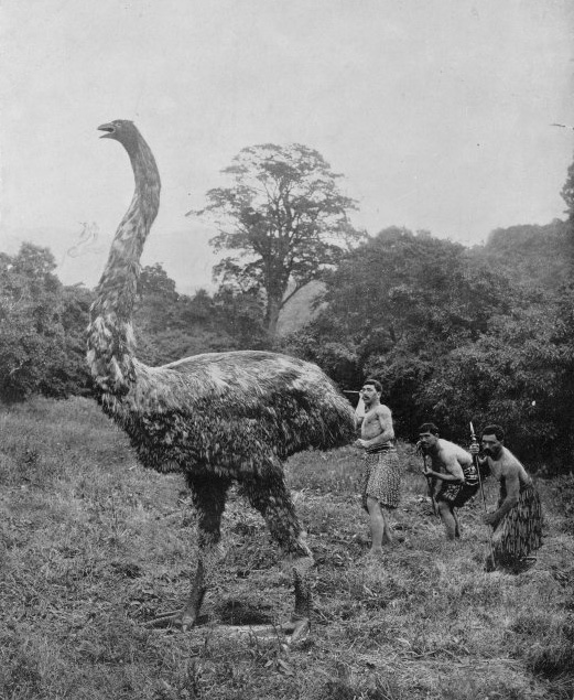 Moa_mock_hunt