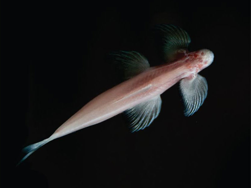 cavefish
