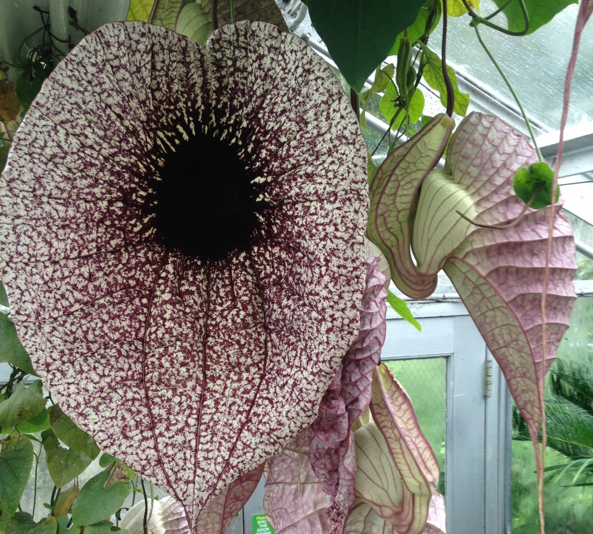 Растение-Пеликан Aristolochia grandiflora